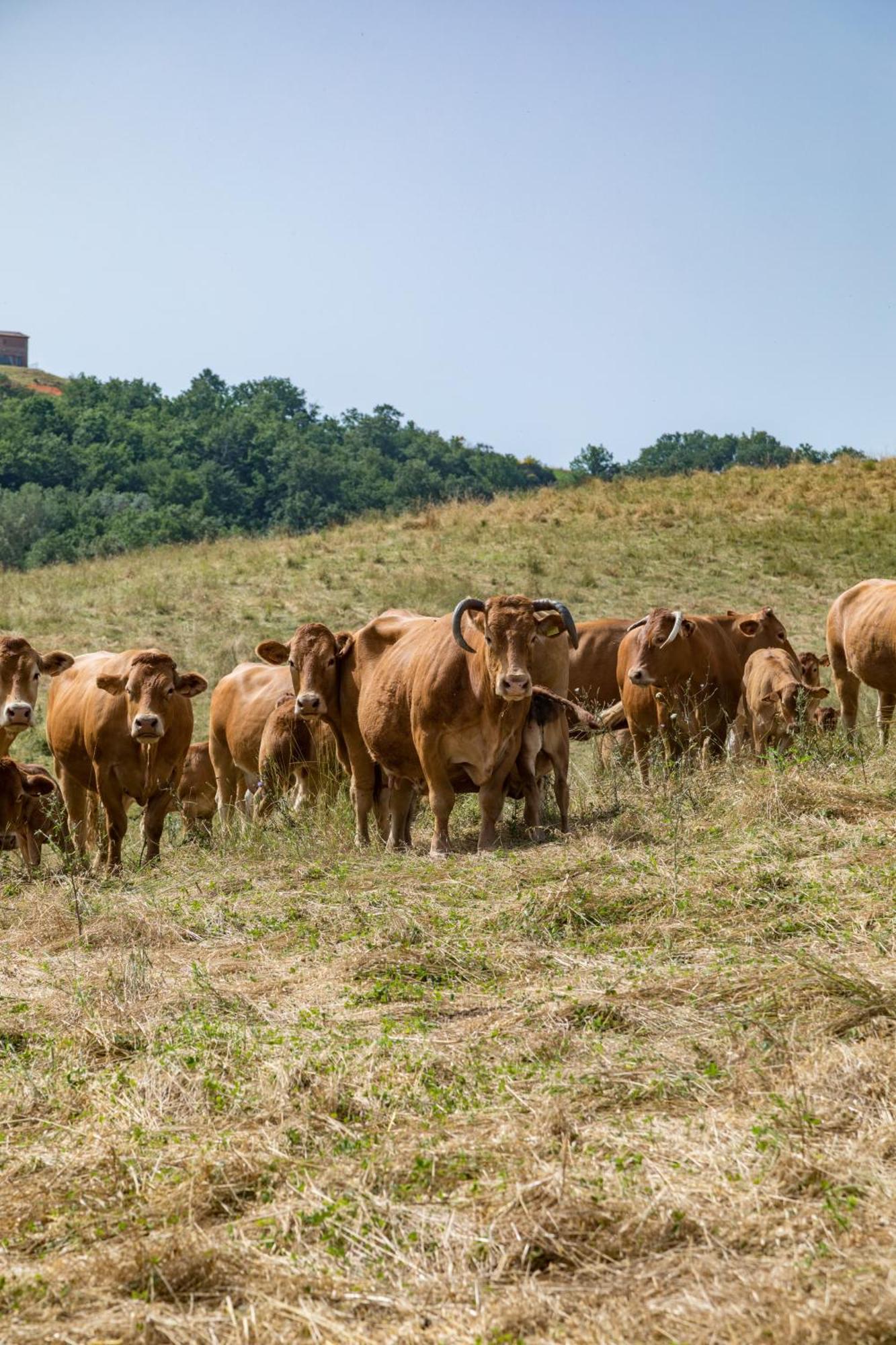 Villa Agriturismo Tenuta La Campana Ашяно Екстер'єр фото